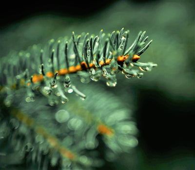 FOREST BATHING: WALKING IN NATURE'S MEDICINE CHEST