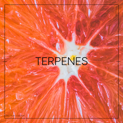 WHAT ARE TERPENES?